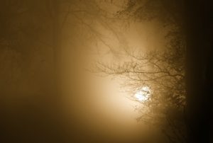 Mist Trees and rising sun