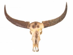 Buffalo Skull Stock Photo